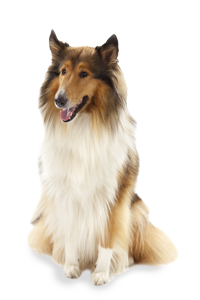 Langhaar Collie, Irish Setter, Golden Retriever, Gordon Setter, Redriever, Landseer, Yorkshire Terrier, Pekingese, Shih Tzu, Havaneser, Affenpinscher