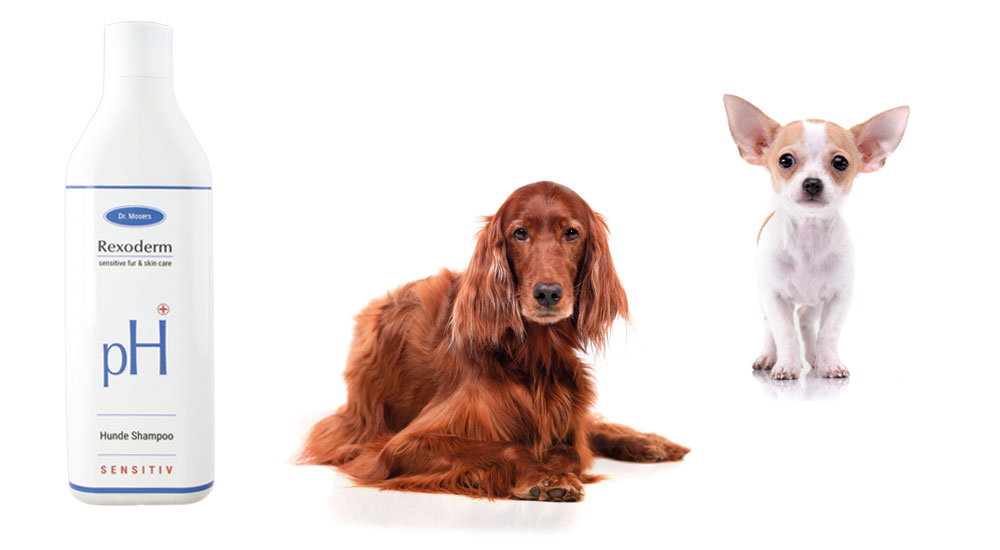 Conditioner, Fellpflege, Hund, Ekzeme, Haare, Langhaar, langes Fell