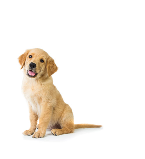 Shampoo Welpe, kleine Hunde, waschen, sauber, Silikone, Parabene, Minealöl, antibakteriell