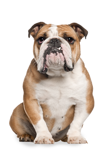 Bulldoge, Labrador, Chihuahua, Shepherd, Rottweiler, Golden Retriever, Ridgeback, Terrier, Hovawart, Pudel, Dackel, Dogge, Schäferhund