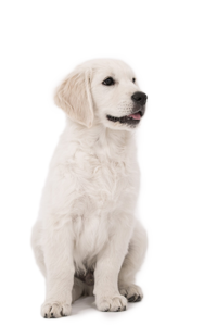 Bulldoge, Labrador, Chihuahua, Shepherd, Rottweiler, Golden Retriever, Ridgeback, Terrier, Hovawart, Pudel, Dackel, Dogge, Schäferhund