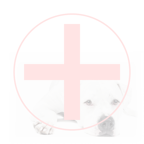 Therapie, Behandlung, Neurodermitis, Schuppen, trockene Haut, Pilze, Bakterien, medizinisch