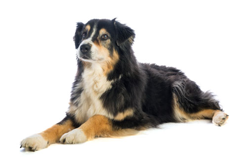 Bulldoge, Labrador, Chihuahua, Shepherd, Rottweiler, Golden Retriever, Ridgeback, Terrier, Hovawart, Pudel, Dackel, Dogge, Schäferhund